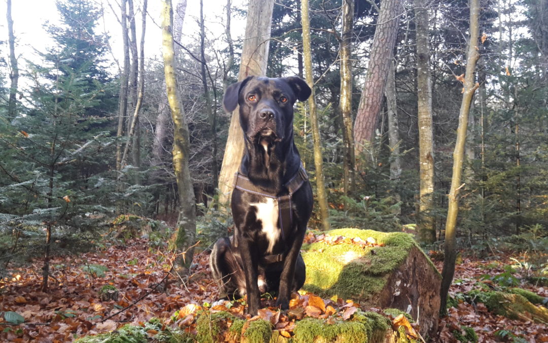 Wieso braucht mein Hund Öl?