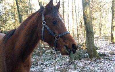 Tannenbäume als Snack