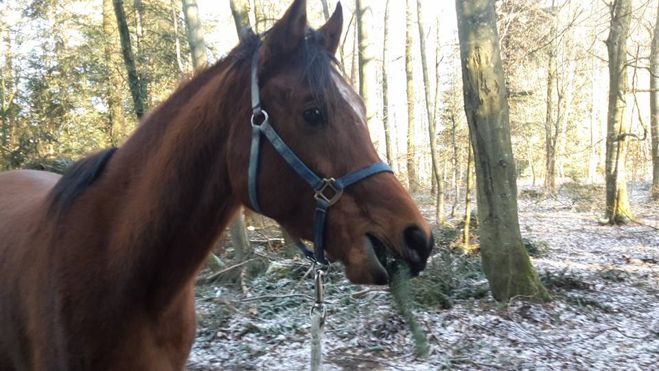 Tannenbäume als Snack