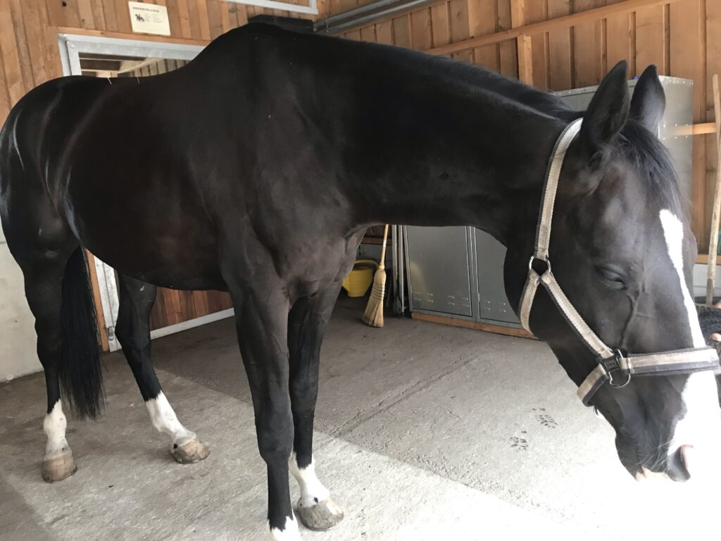 Akupunkturbehandlung Pferd